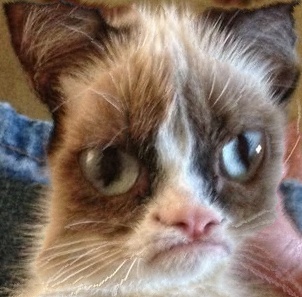 grumpy_cat_out.jpg